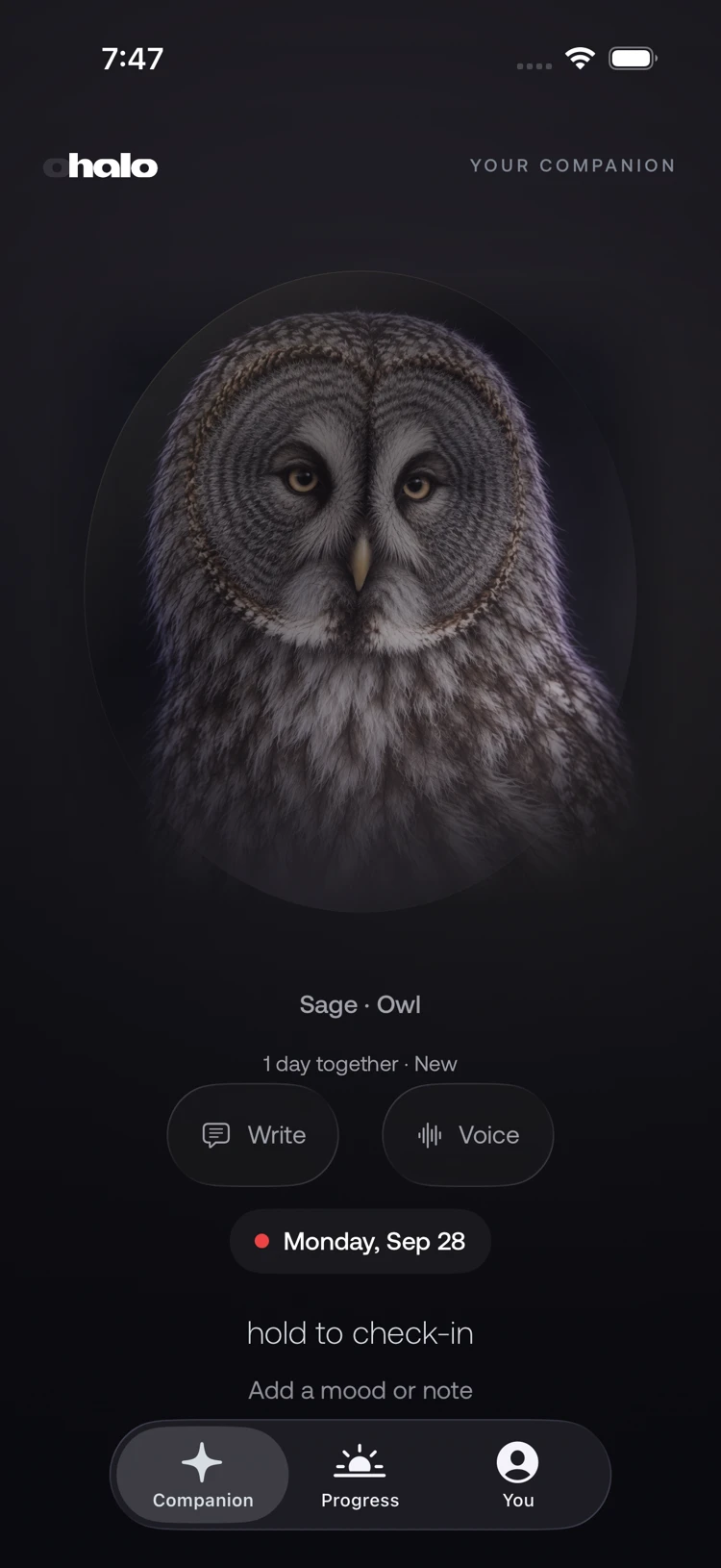 Halo companion screen with Sage the owl